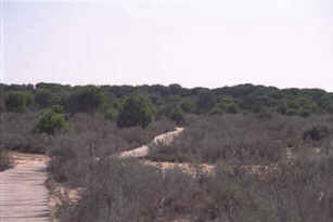 Donana Natural Park provides a varied habitat supporting a wide range of wild life in Andalucia