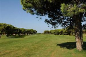 Stone Pine Trees come with their own local golf rules