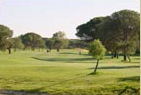 Stone Pine Trees bring their own local Golf rules