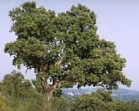 Cork Oak in Los Alcornocales Natural Park