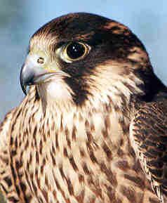 Birdwatchers find Los Alcornocales Natural Park ideal for spotting Peregrines and many species of birds native to Andalucia