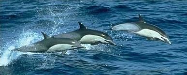 Watch Whales and Dolphins at Tarifa, La Linea or Gibraltar around 1 hour away
